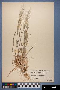 Bromus diandrus image